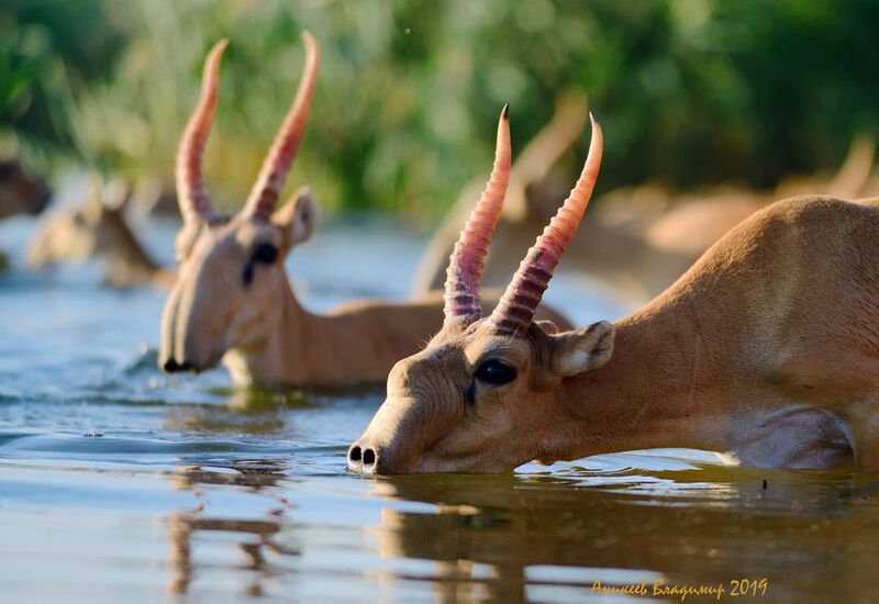 Жажда фото превью