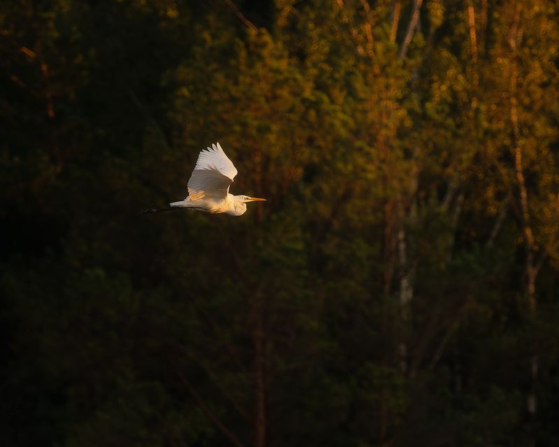 цапля, птички, фотоохота ***photo preview