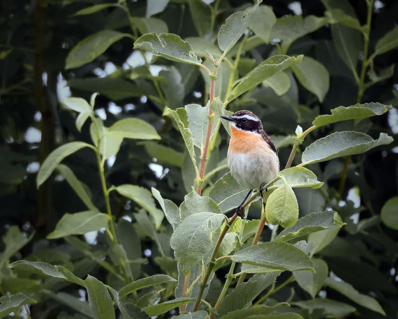 птицы, природа, фотоохота Луговой чекан (самец) фото превью