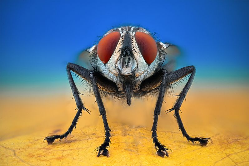 ceclii, macro  фото превью