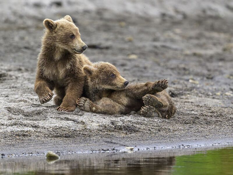 Лапки-лапочкиphoto preview