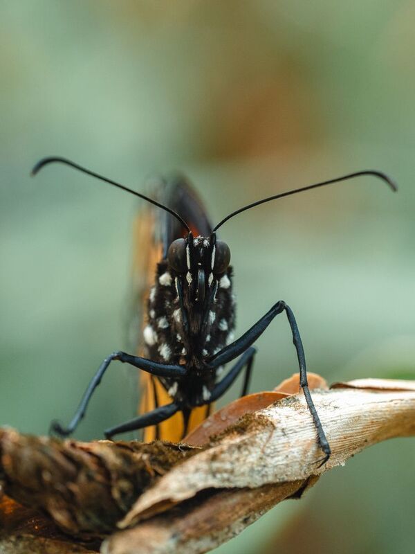 Портрет бабочкиphoto preview