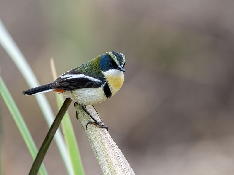 Many-colored Rush Tyrantphoto preview