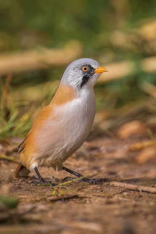 усатая синица, птицы, пернатые Усатая синицаphoto preview