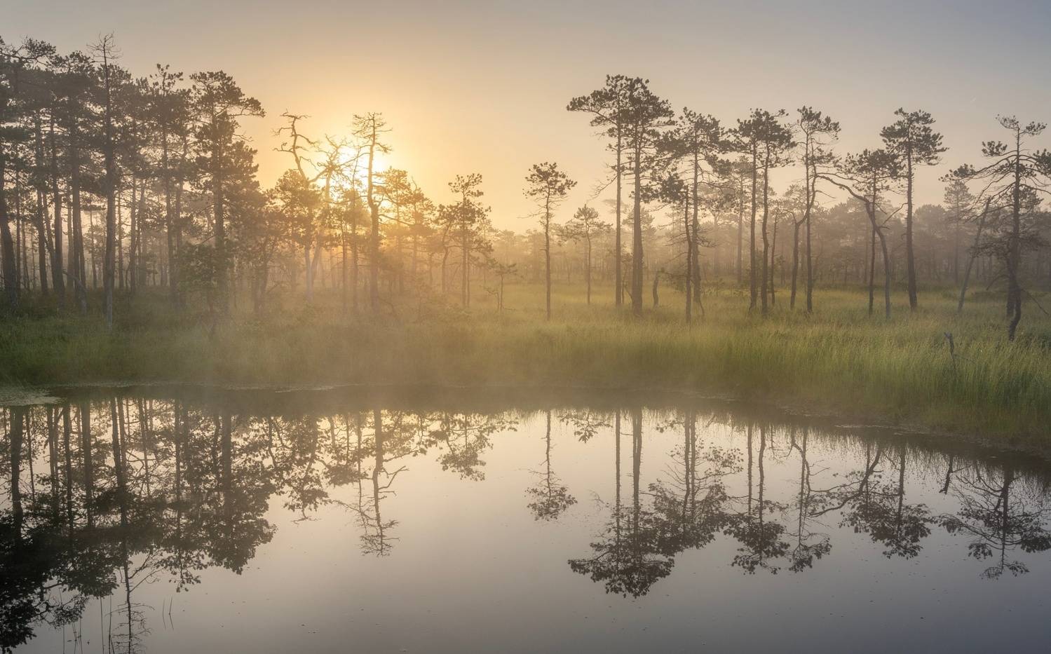 Рассветный ряд . Автор: Ivan Glinskiy , Ivan Glinskiy
