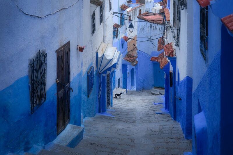 марокко, синий город, шефшауэн, maroc, marocco, street, city, blue, blue city, cat, etnic, africa photo preview