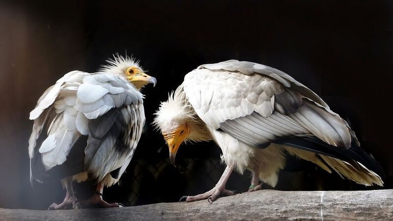 птицы, стервятник, хищные, животные, дикие животные, ястребиные, падальщик, животные красной книги, Семейная пара стервятников.photo preview