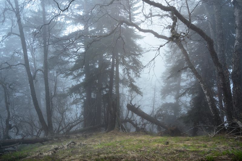 Кавказский лесphoto preview