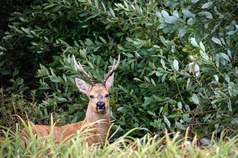 Старый самец косулиphoto preview