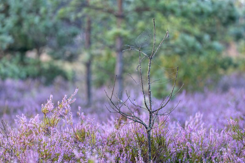 Время цветения верескаphoto preview