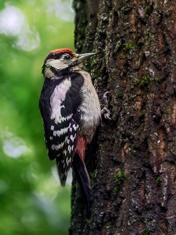 дятел, птицы, фотоохота Слёток дятлаphoto preview