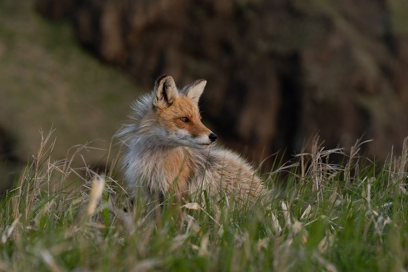 Красотка Шикотанаphoto preview