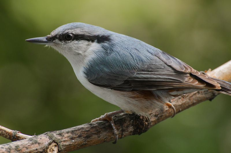 Поползеньphoto preview