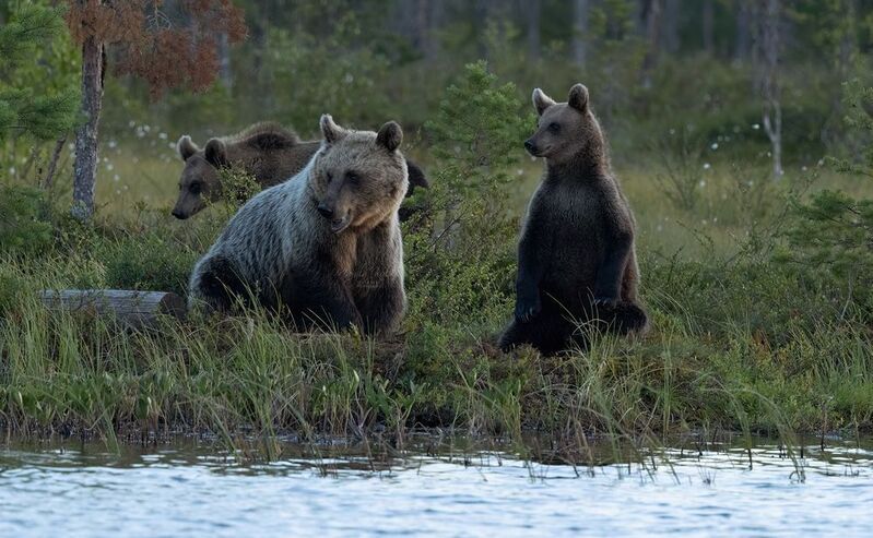 brown bear, bear, nature, wildlife, woods, canon Brown Bear Familyphoto preview