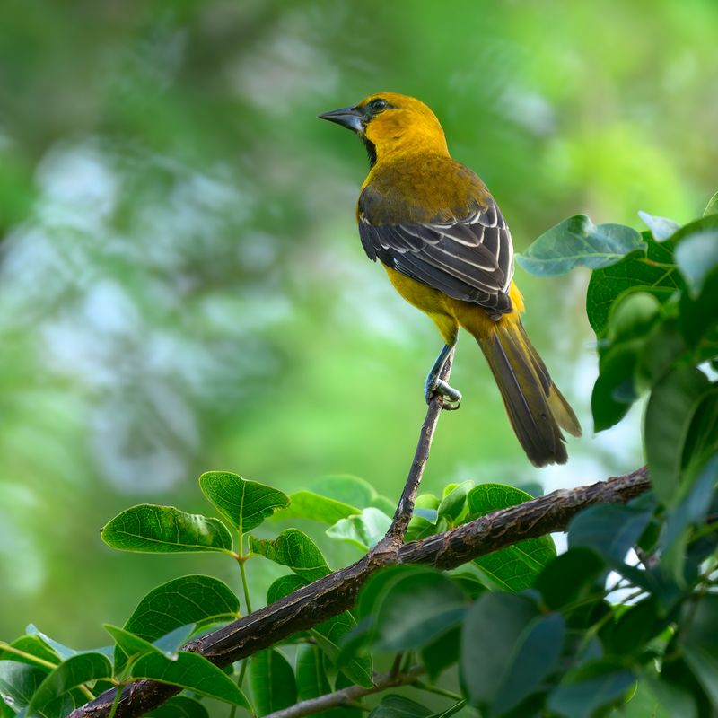 Yellow-tailed Оriolephoto preview