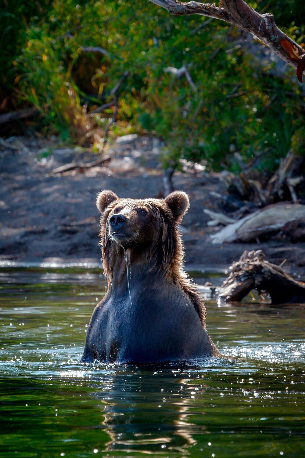 Где, кто, что?. Автор: Уткин Дмитрий медведь, курильское озеро, камчатка, Уткин Дмитрий