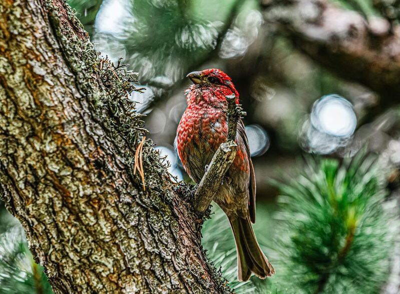 большая чечевица Большая чечевица.photo preview