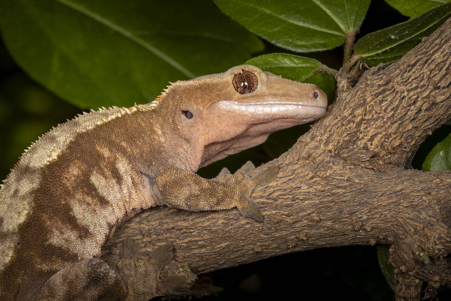 home pet. Автор: Nikolay Tatarchuk lizard, animals, closeup, reptile, Nikolay Tatarchuk