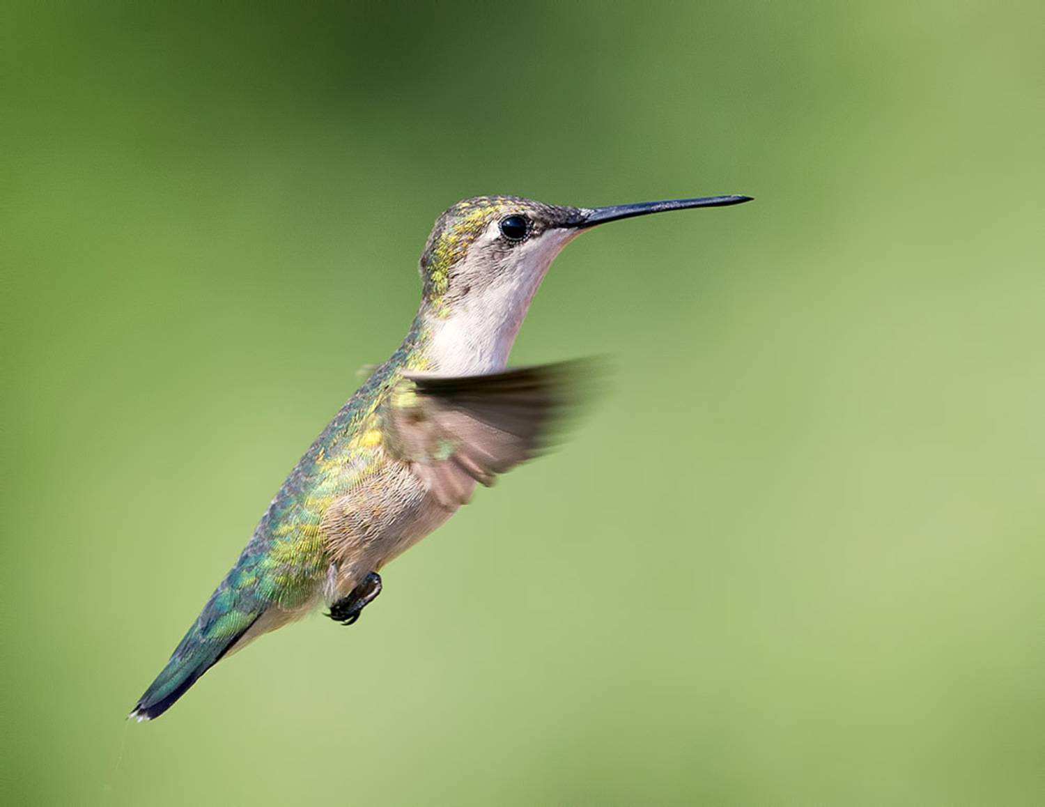 колибри,ruby-throated hummingbird, hummingbird, Etkind Elizabeth