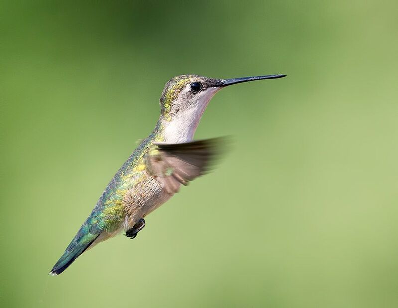 колибри,ruby-throated hummingbird, hummingbird Ruby-throated Hummingbird female -Рубиновогорлый Колибриphoto preview