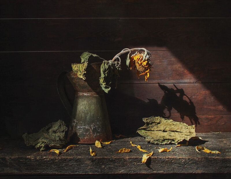 Когда подсолнушки завяли, но очень хочется их снять...photo preview