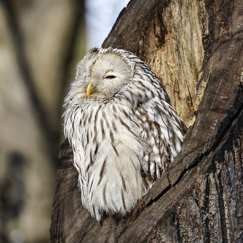 сова, уральская неясыть, птицы, неясыть, длиннохвостая неясыть Длиннохвостая неясытьphoto preview