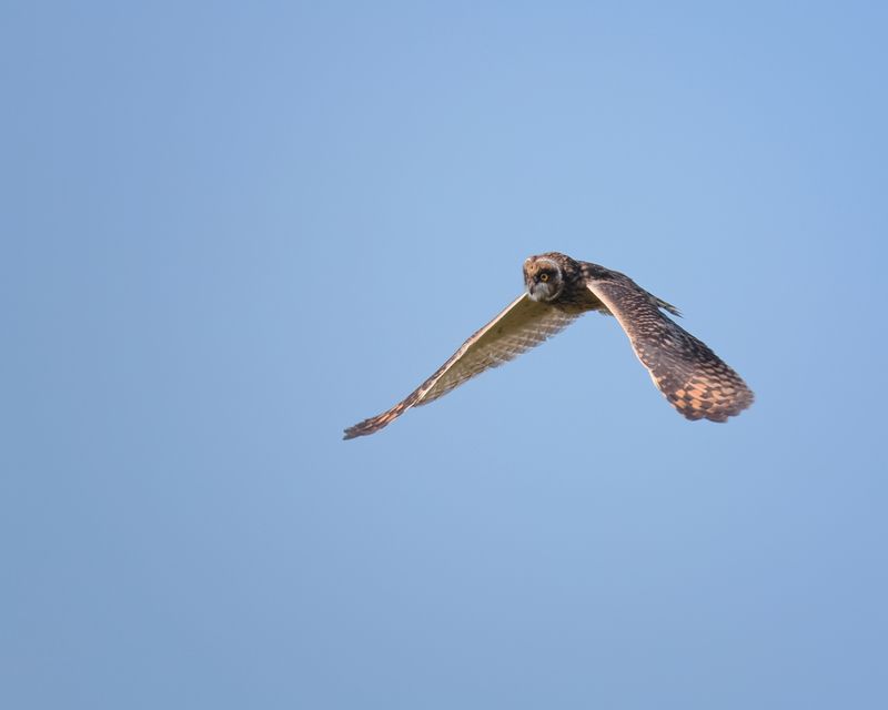 птицы, природа, фотоохота Болотная сова... фото превью