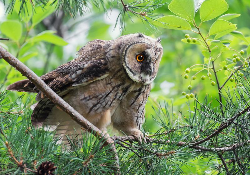 сова, ушастая, лес, Ушастая.photo preview