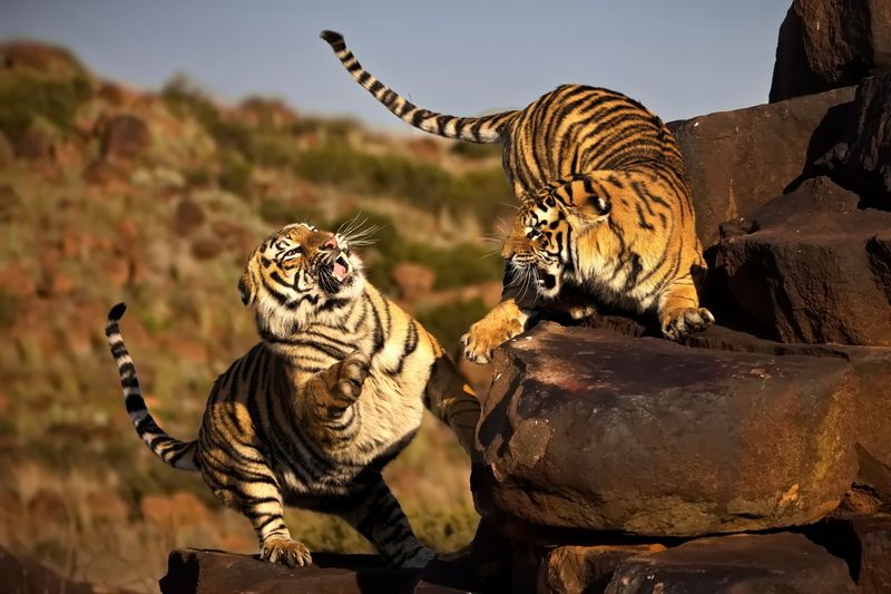 Тигриные истории - 7photo preview