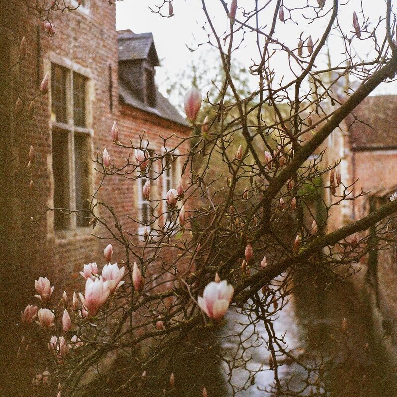 Spring awakening captured on film. Delicate magnolia blossoms create a soft contrast against weathered brick and vintage architecture. Shot with a Yashica MAT124g on Lomography color film, embracing the dreamy, nostalgic quality that only analog photograp Different time, different life... фото превью