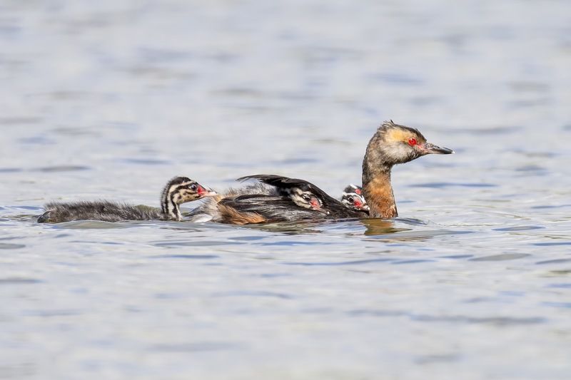 красношейная поганка, птицы, поганка, птенцы Красношейная поганка фото превью