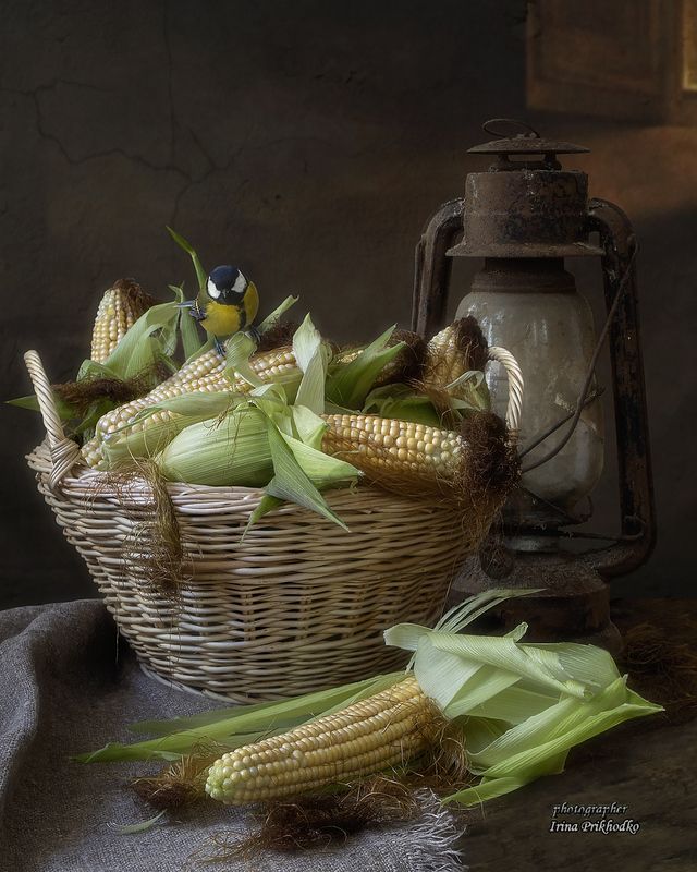 натюрморт, урожай, кукуруза Царица полейphoto preview