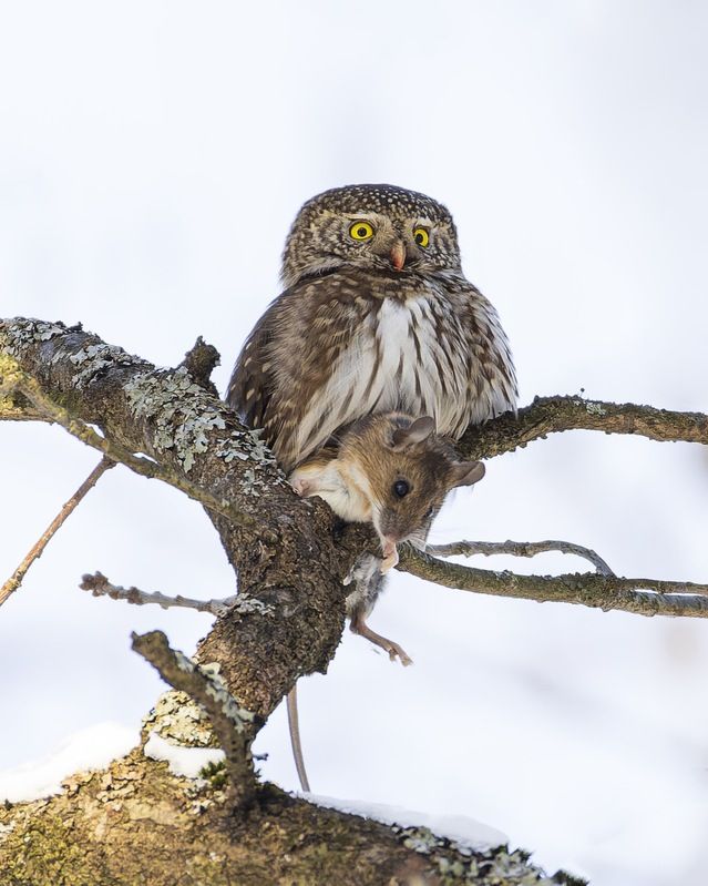 воробьиный сычик, воробьиный сыч, сова, птицы, охота, мышь Воробьиный сычикphoto preview