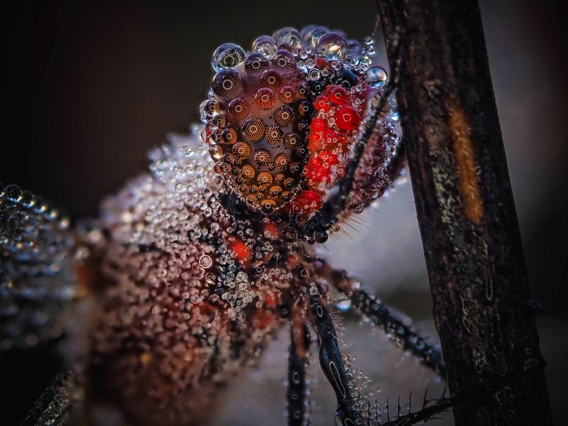 Стрекоза и её большие глаза! фото превью