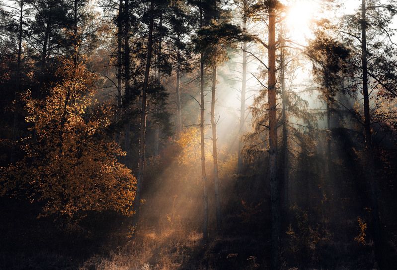 forest, sunbeams, mist, sunrise, autumn, morning, light, nature, trees, golden leaves, tranquility, silence, atmospheric, landscape Sunbeams in the Autumn Forestphoto preview