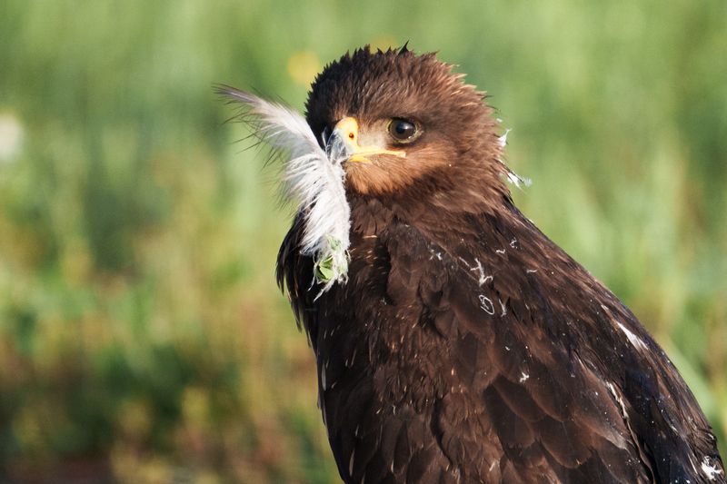 Чибису сегодня не повезлоphoto preview