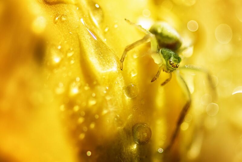 паук, макро Паучок фото превью