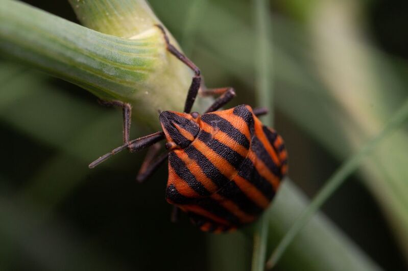 Graphosoma lineatumphoto preview