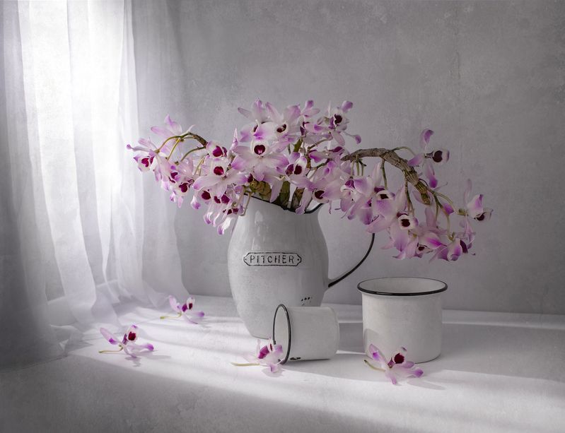 Still life, sun, light, studio, flowers, orchid, white Spring sunphoto preview