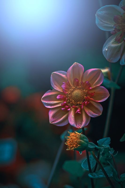 макро, macro, цветы, flowers Георгинphoto preview