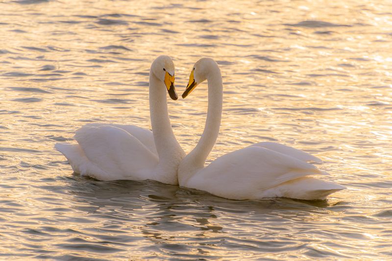 лебеди на бии Влюбленная парочкаphoto preview