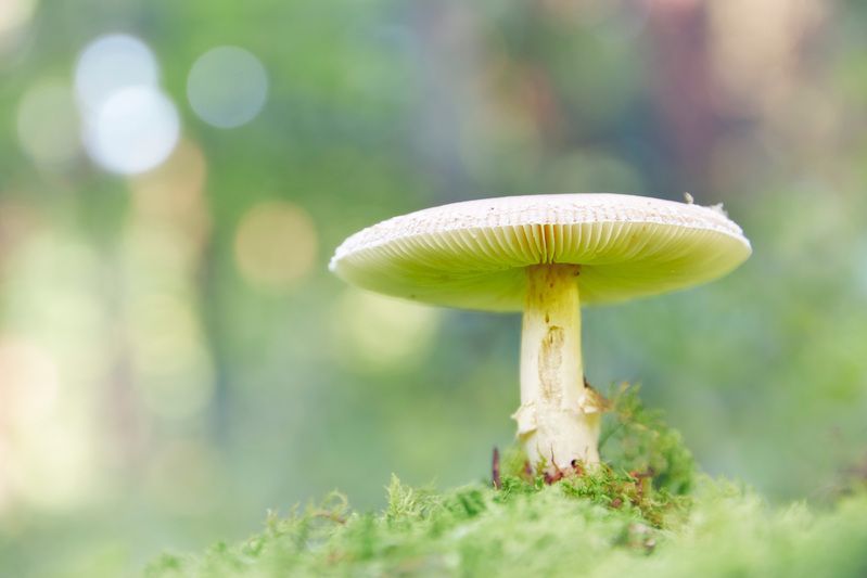 гриб Грибокphoto preview