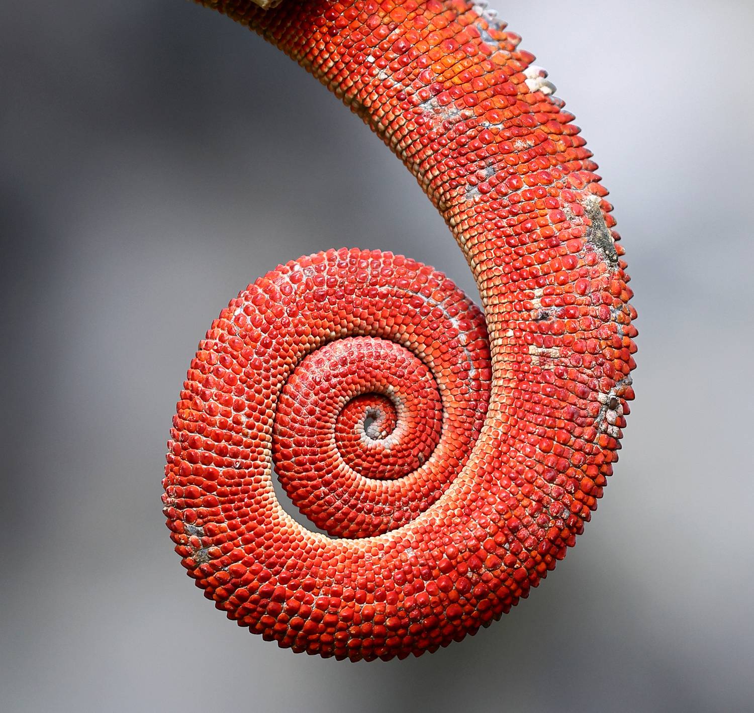 , Гудков Андрей