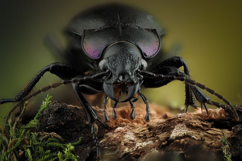 Жужелица.photo preview