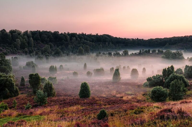 Lüneburg Heath, Germanyphoto preview