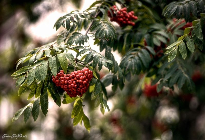 Лето прошло...photo preview