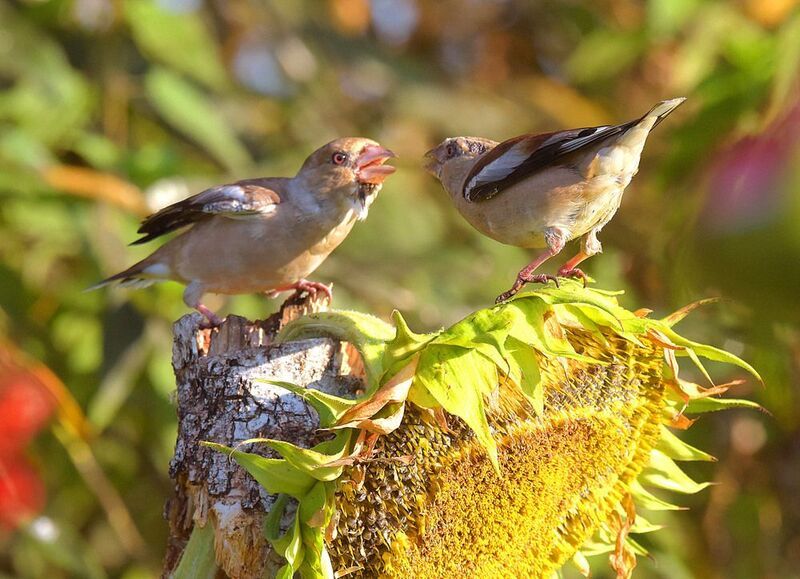 Стердаун или  дуэль взглядов.photo preview