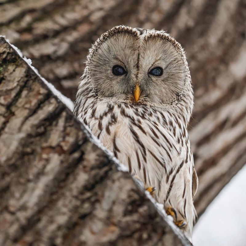 сова, уральская неясыть, птицы, неясыть, длиннохвостая неясыть photo preview