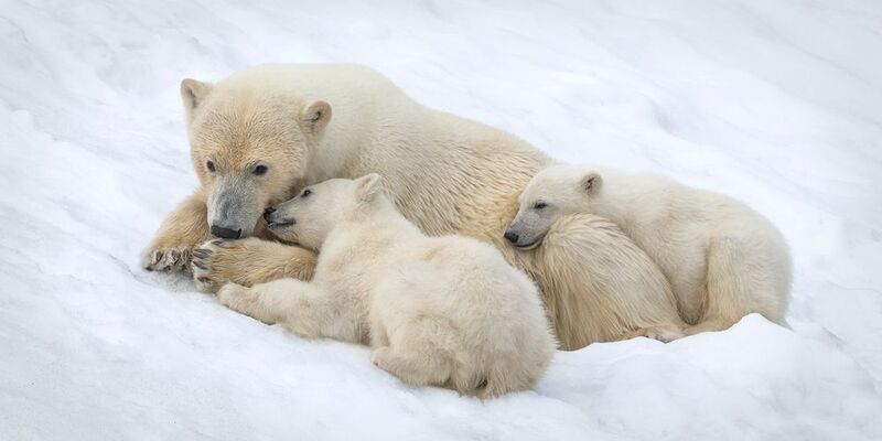 polar_bear, svalbard, polarbear, polarbears, polarbearsinternational, arcticwildlife, wildandfree, naturelovers, mikereyfman, worldphototravels Arctic Warmthphoto preview