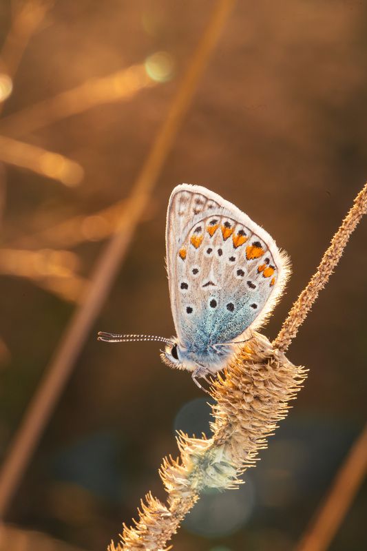 Polyommatusphoto preview